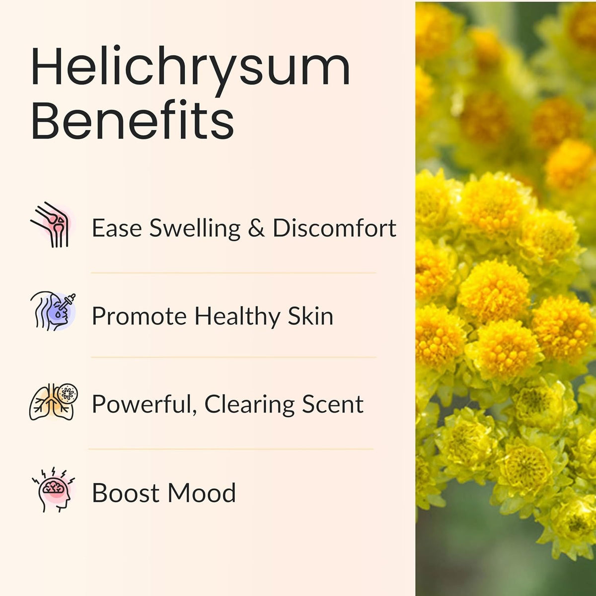 Vitality Extracts Helichrysum Essential Oil - 10ml Roll-On, Helichrysum Gymnocephalum, Coconut Oil, Skin Care, Happy, Stress Relief, Aches Relief (Pack of 2)